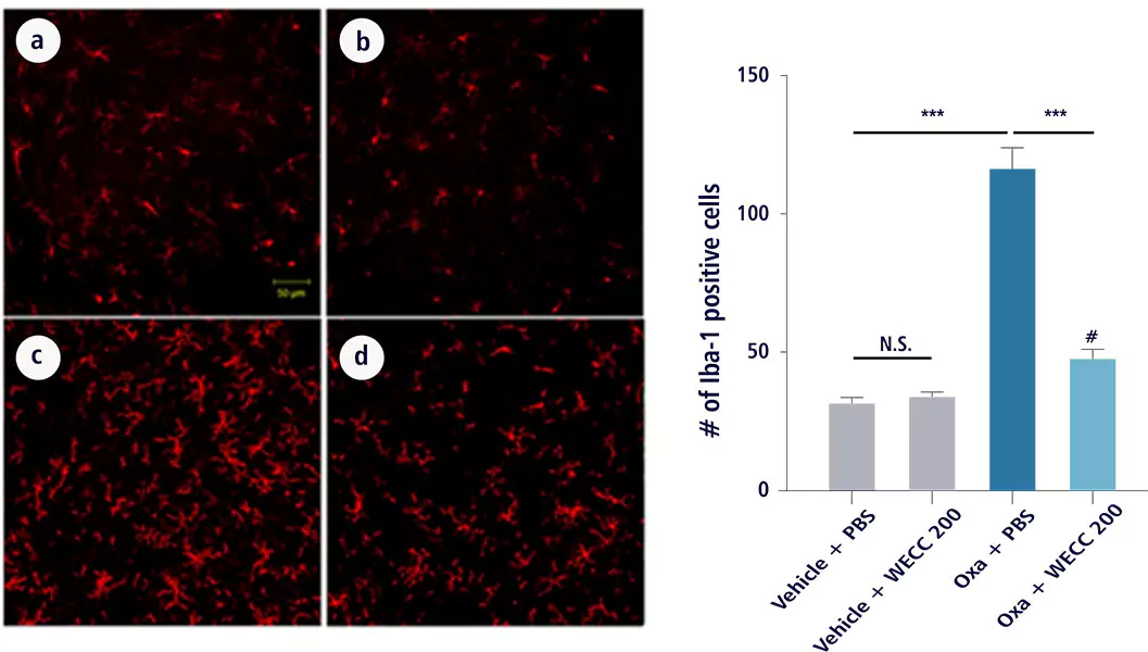 Graph of MF-018 Inhibition of activation of microglia in spinal cord