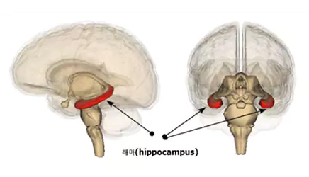 Anatomical Location of the Hippocampus